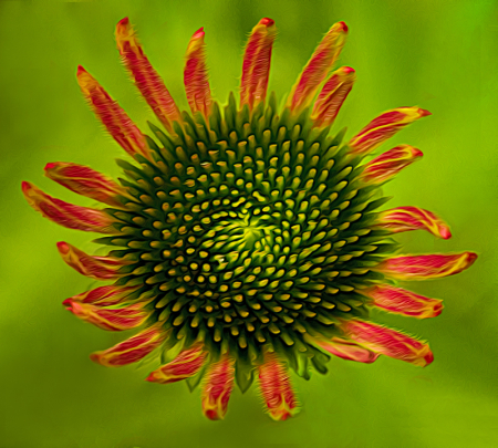 Coneflower