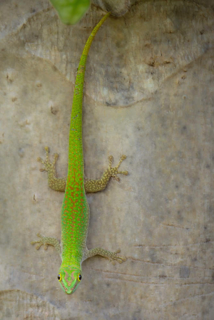 Eye Contact with The Seychelles Day Gecko