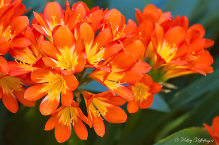 Summer Bouquet