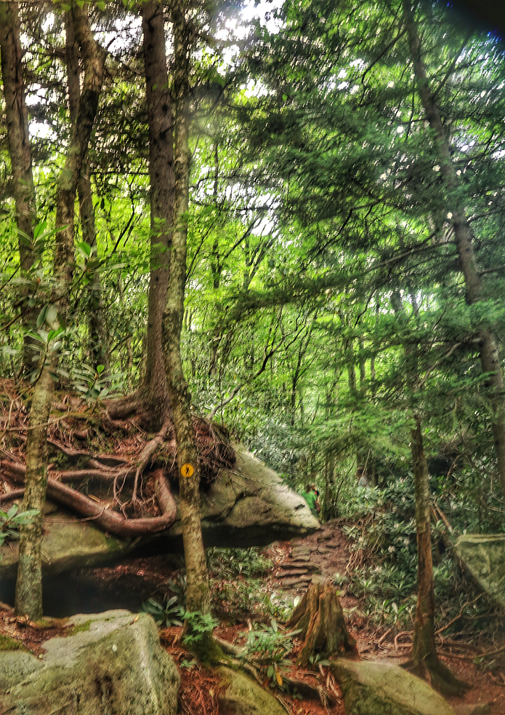 Life on a Rock, Upper Grandfather Mtn Trail