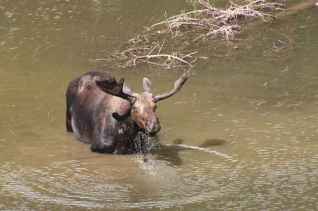 Bull Moose