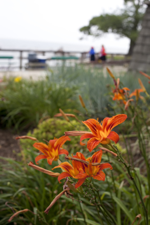 Day Lilies