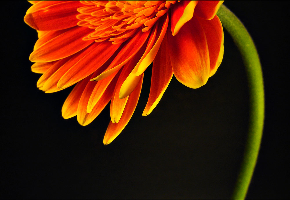 Gerbera Petal Tips
