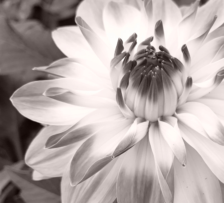 dahlia in b&w