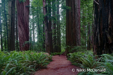Walking among Giants