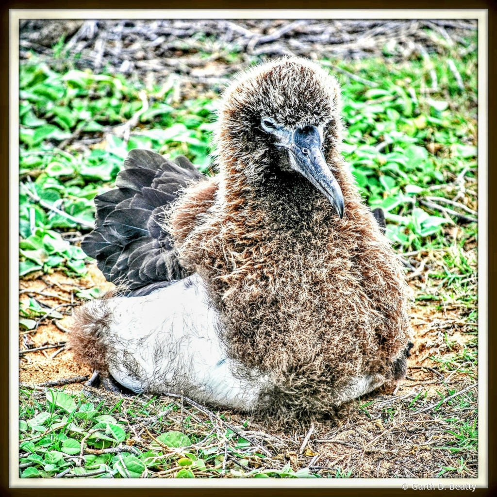 Very Young Albatross 