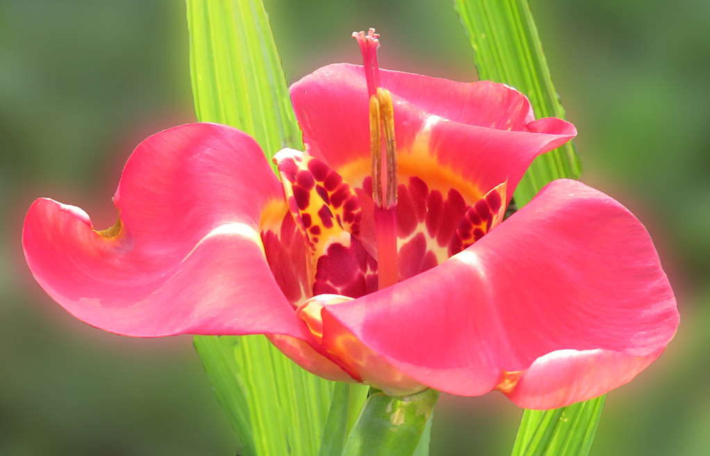Tiger Flower