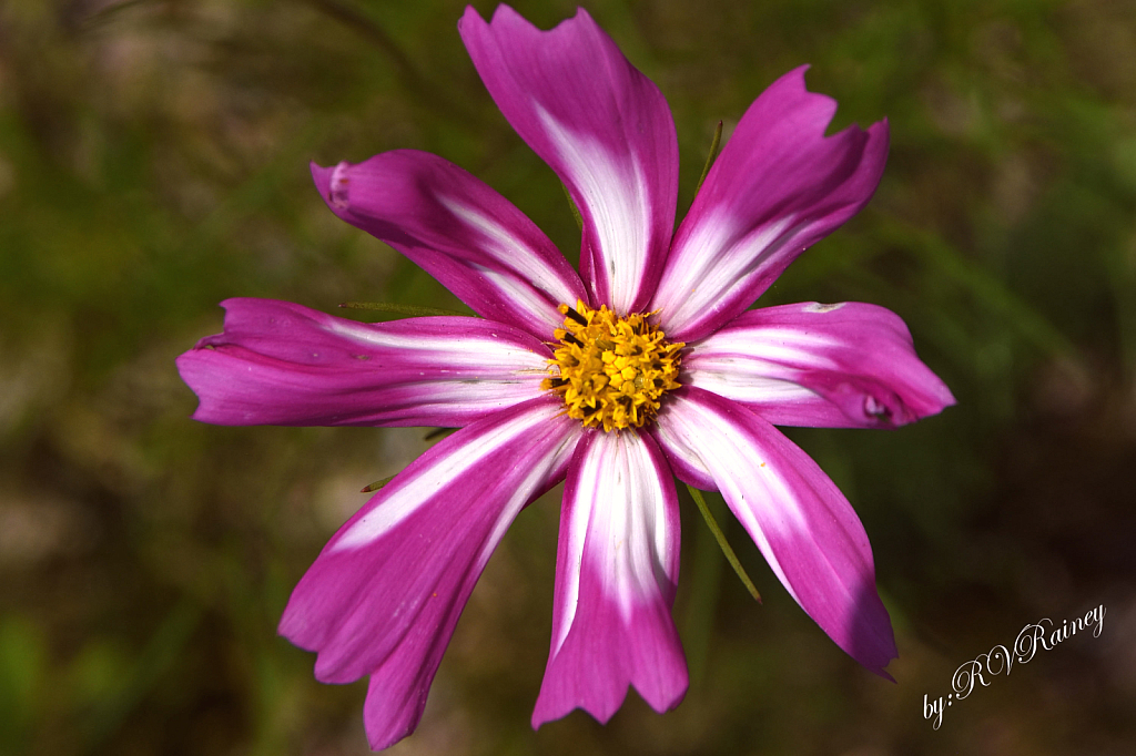 The Purplle Flower