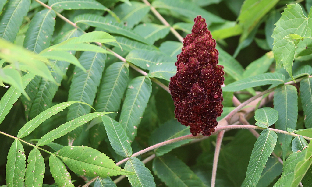 Beware the Sumac