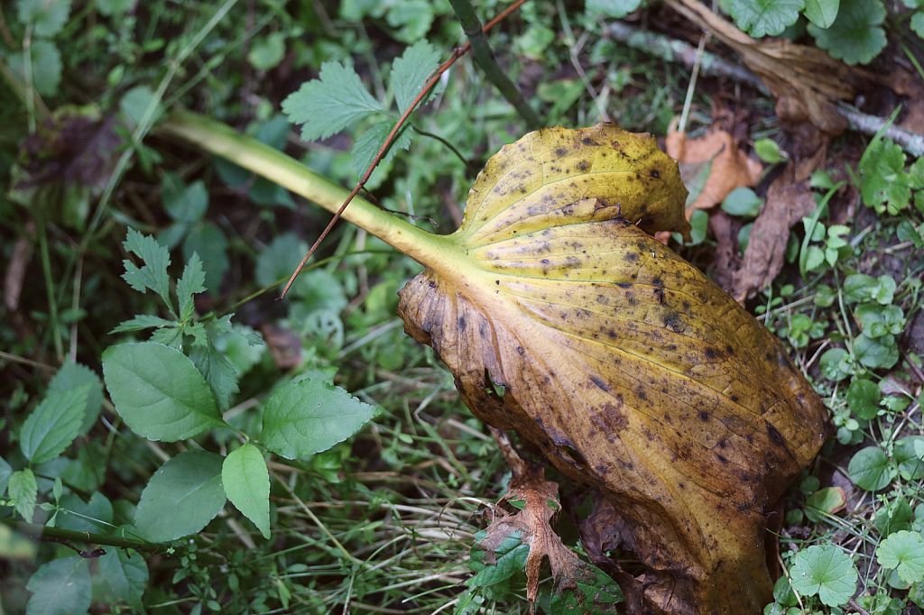 Decomposition 