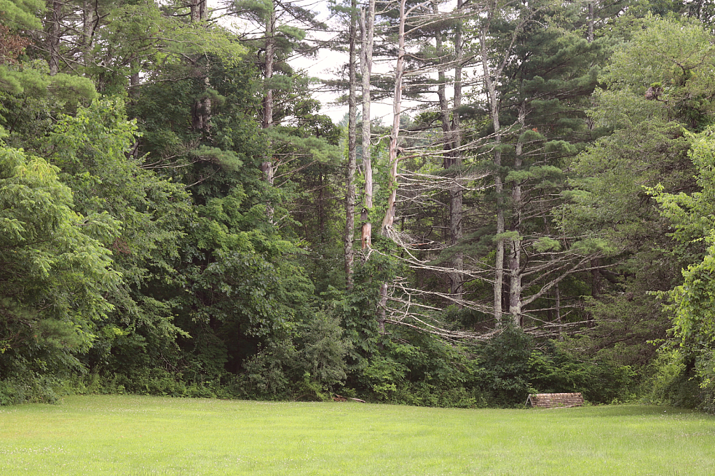 Forest view