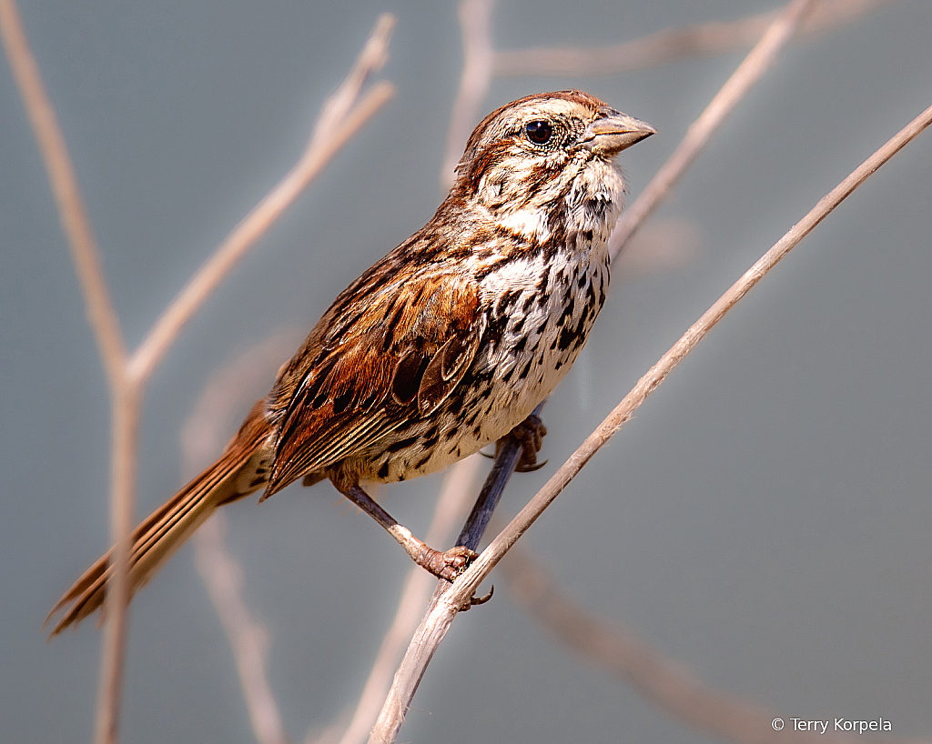 Song Sparrow