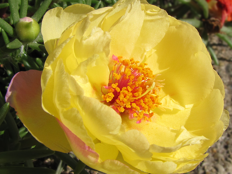 Yellow Moss Rose