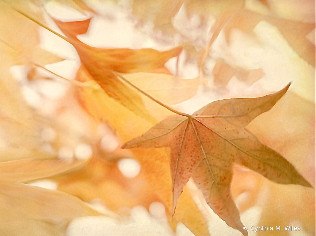 Seasonal Changes 
