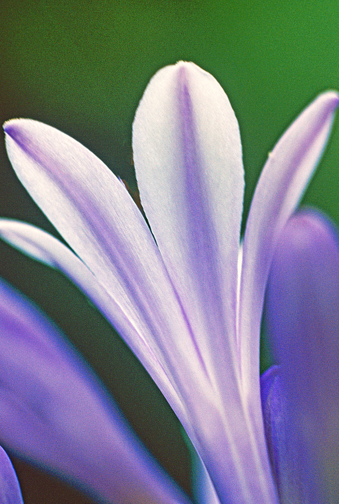 Purple and White.