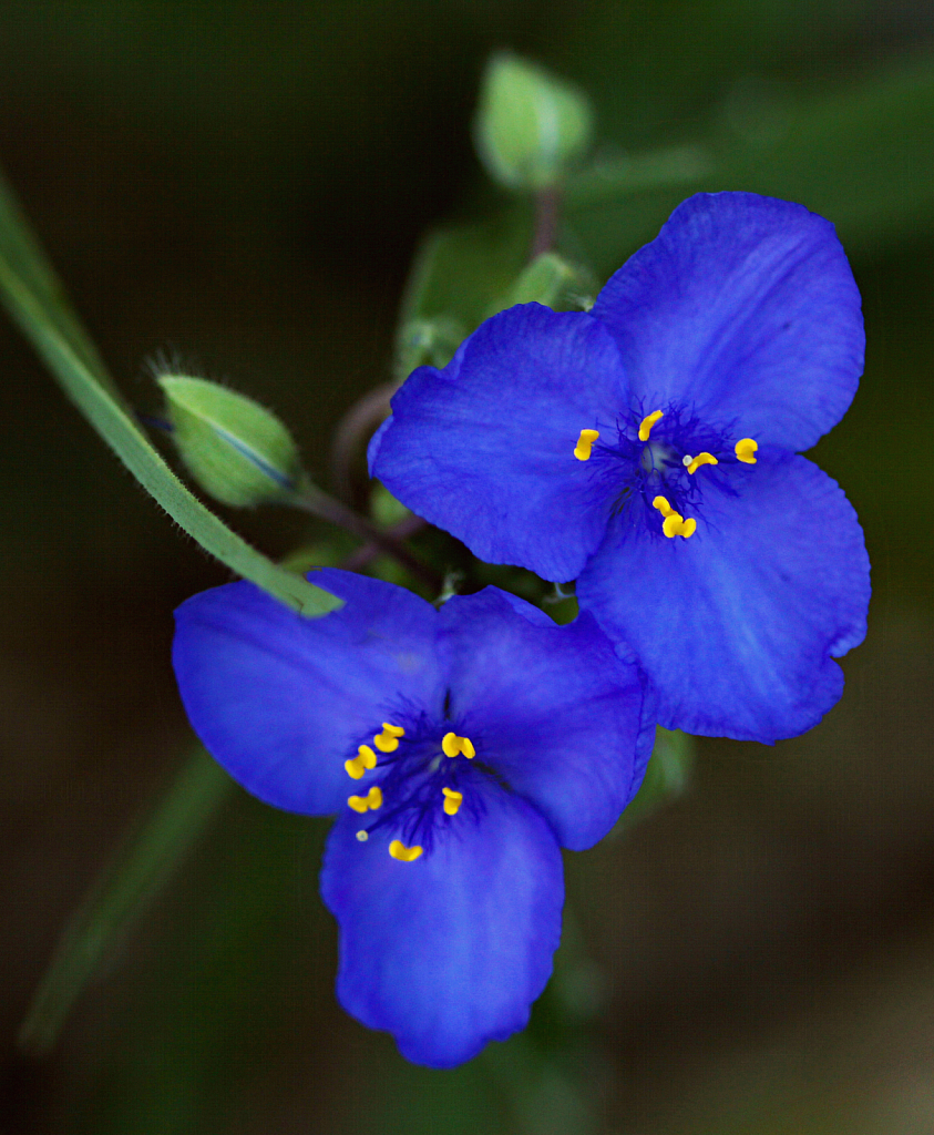 True Blue