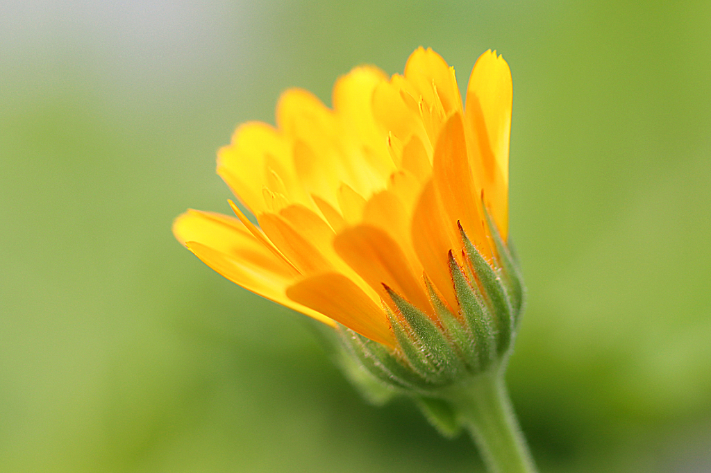 Calendula