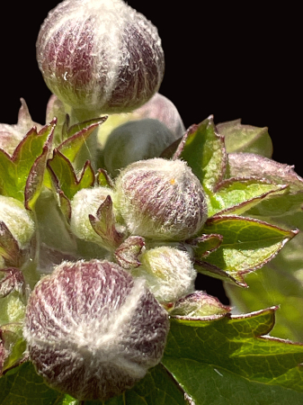 Budding 
