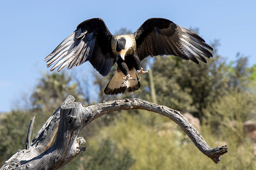 Incoming Crested Cara Cara!