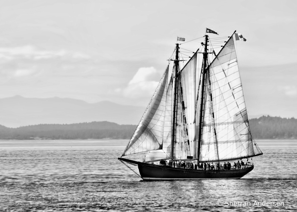 Pirate's Life