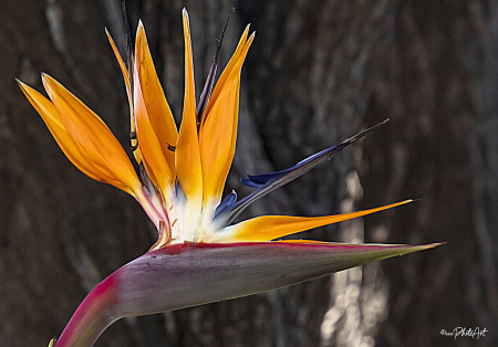 Bird in Paradise