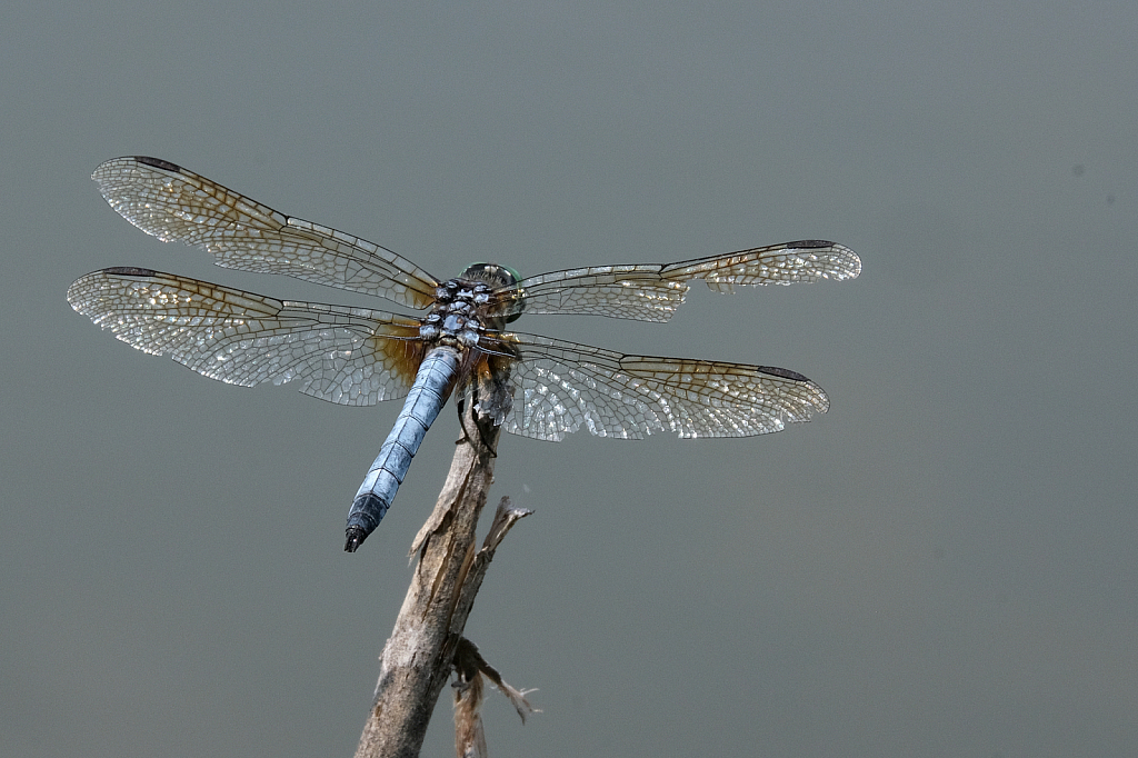 Blue Dasher