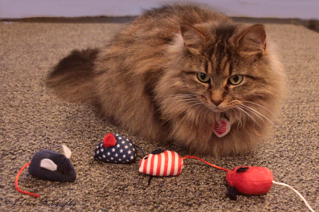 Kitty and her Mice