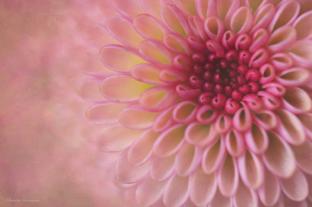 Pink Petals