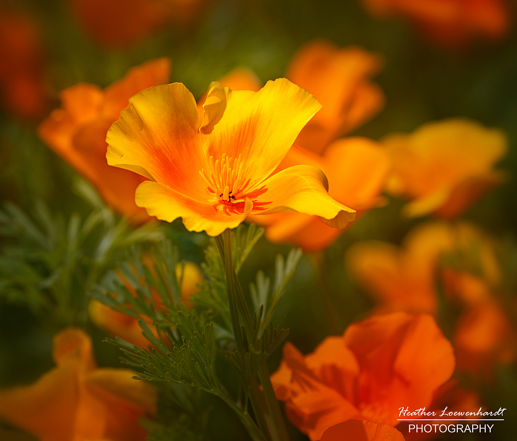 California Poppy