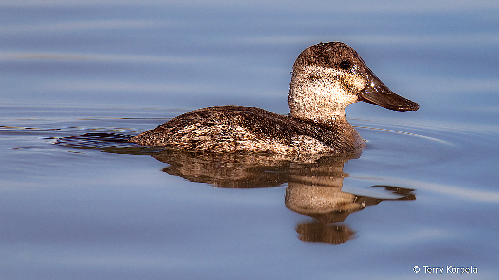 Ruddy Duck (female)