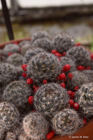 Cactus in bloom