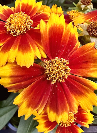 Indian blankets 
