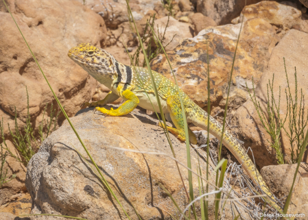 Common Collared Lizard