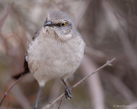 Northern Mockingbird