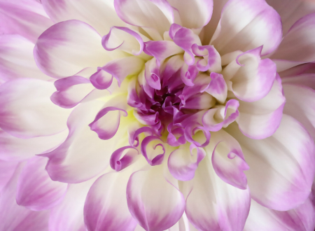 White and Pink Dahlia