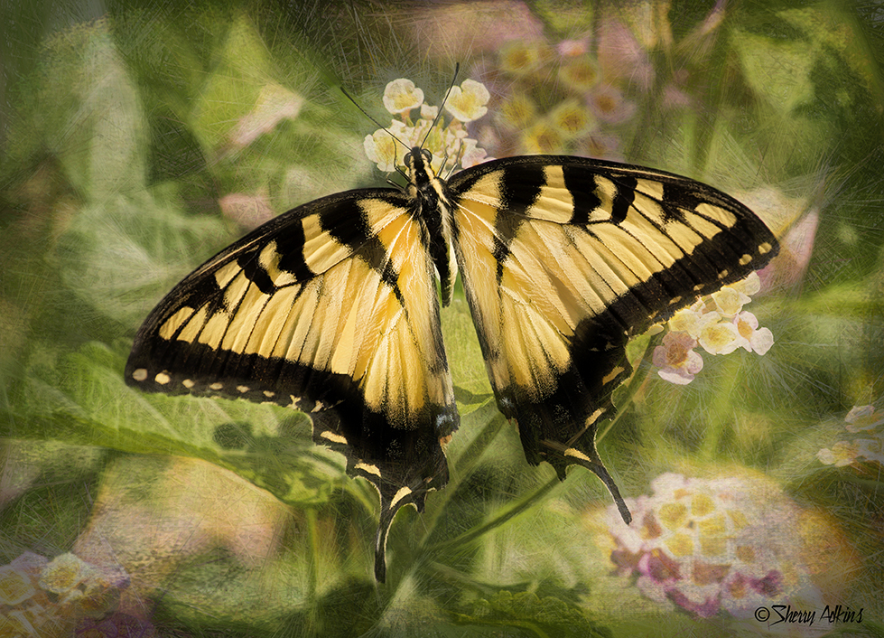 Swallowtail