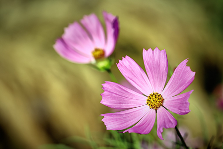 Cosmos