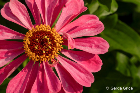 Pink Zinnia