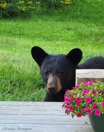 Where's the Bird Feeder?