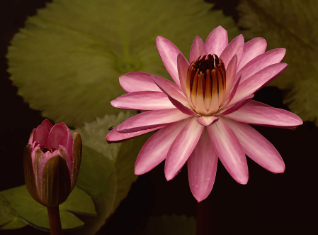 Pink Waterlily and Bud