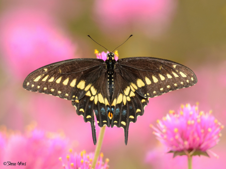 Black Swallowtail
