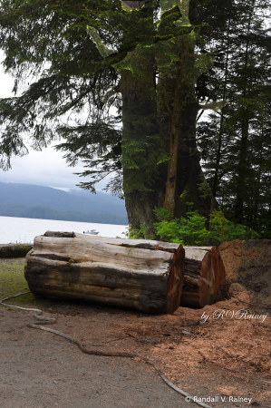 Ancient Log and tree in Alaska...