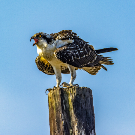 The Osprey