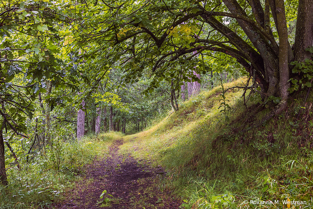Invitation to this trail - ID: 16123526 © Roxanne M. Westman