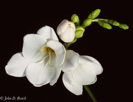 Frescia Blossoms and Buds on Black