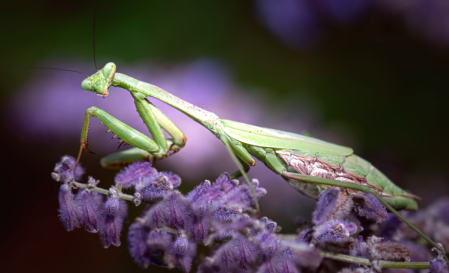 The Pregnant Praying Mantis