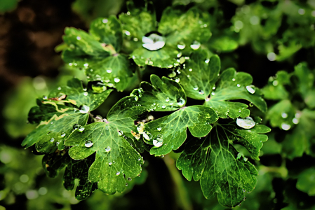Drops