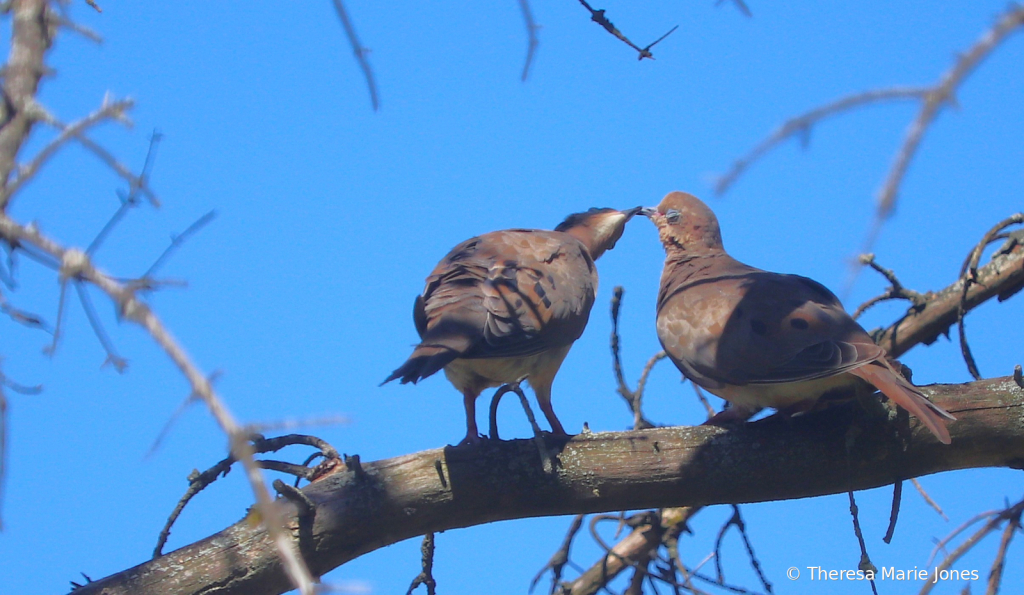 Kissing Doves