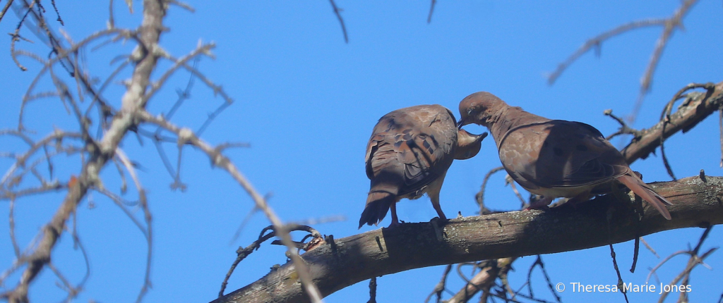 Pecking and Necking Doves