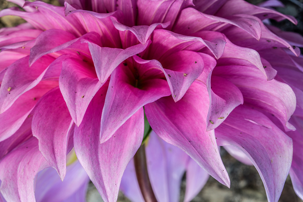 Dahlia (3)